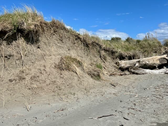 An eroding dune with 3 rows of spinifex planted at the base. Nearby logs are protecting the vehicle entrance. 