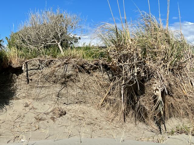An eroding dune with 3 rows of spinifex planted at the base. 