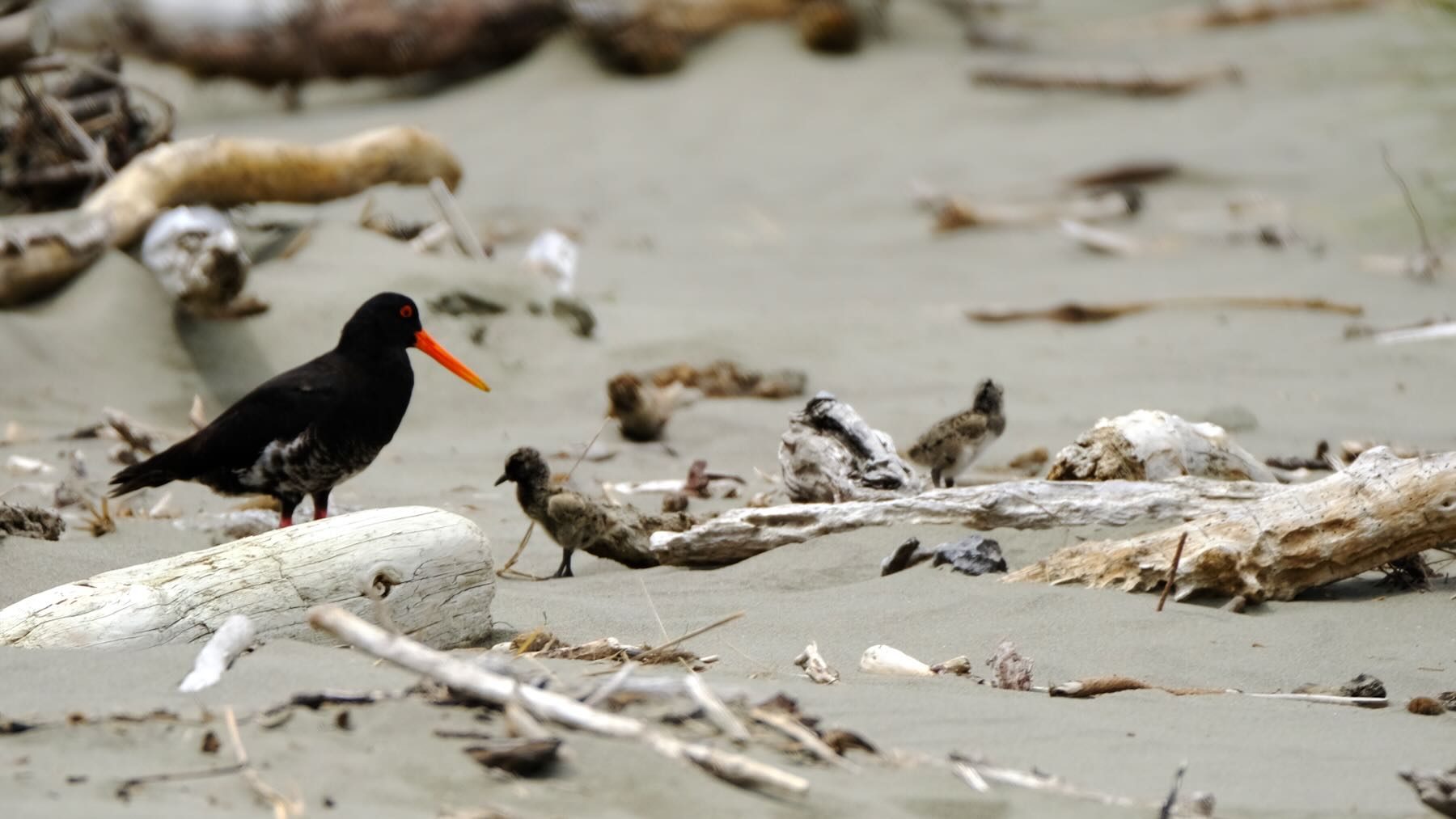 Adult Oystercatcher with 2 chick, on sand amongst driftwood. 