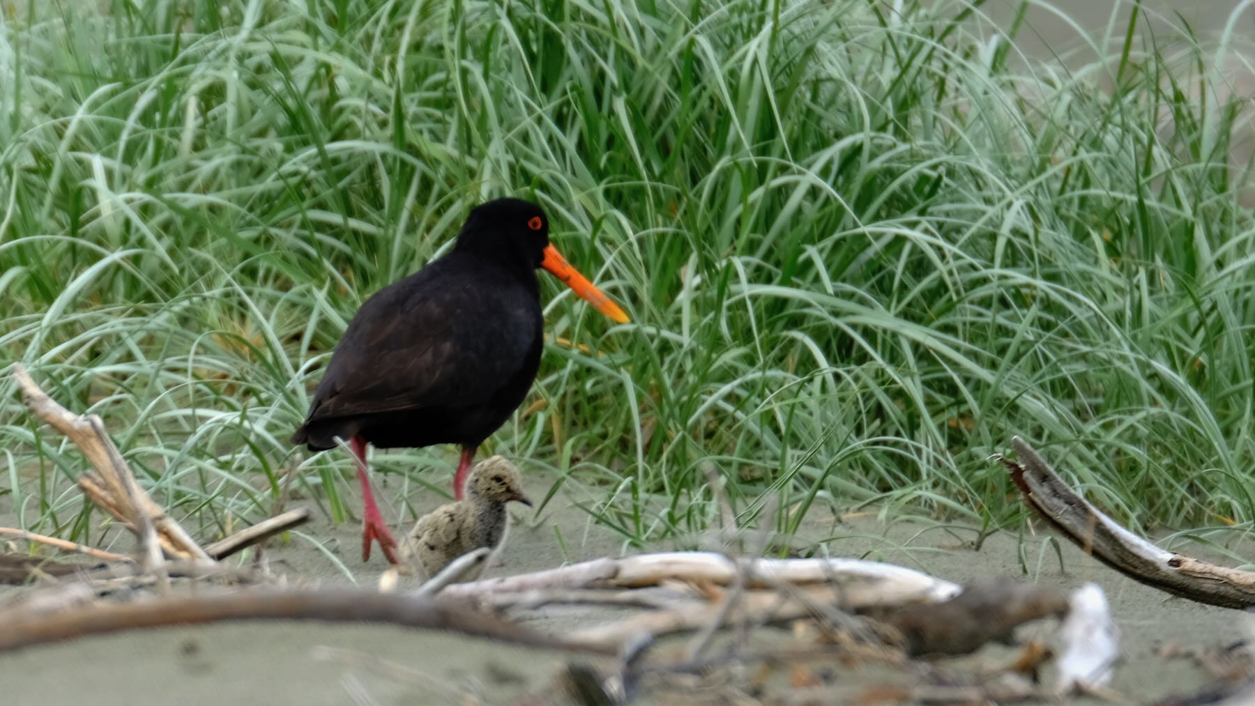 Mother Oystercatcher with chick. 