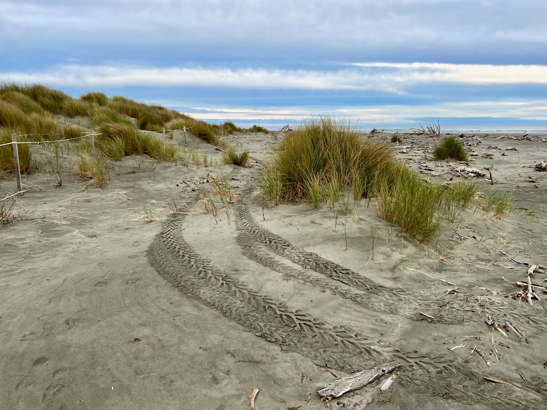 Tire tracks through newly developing dunes. 