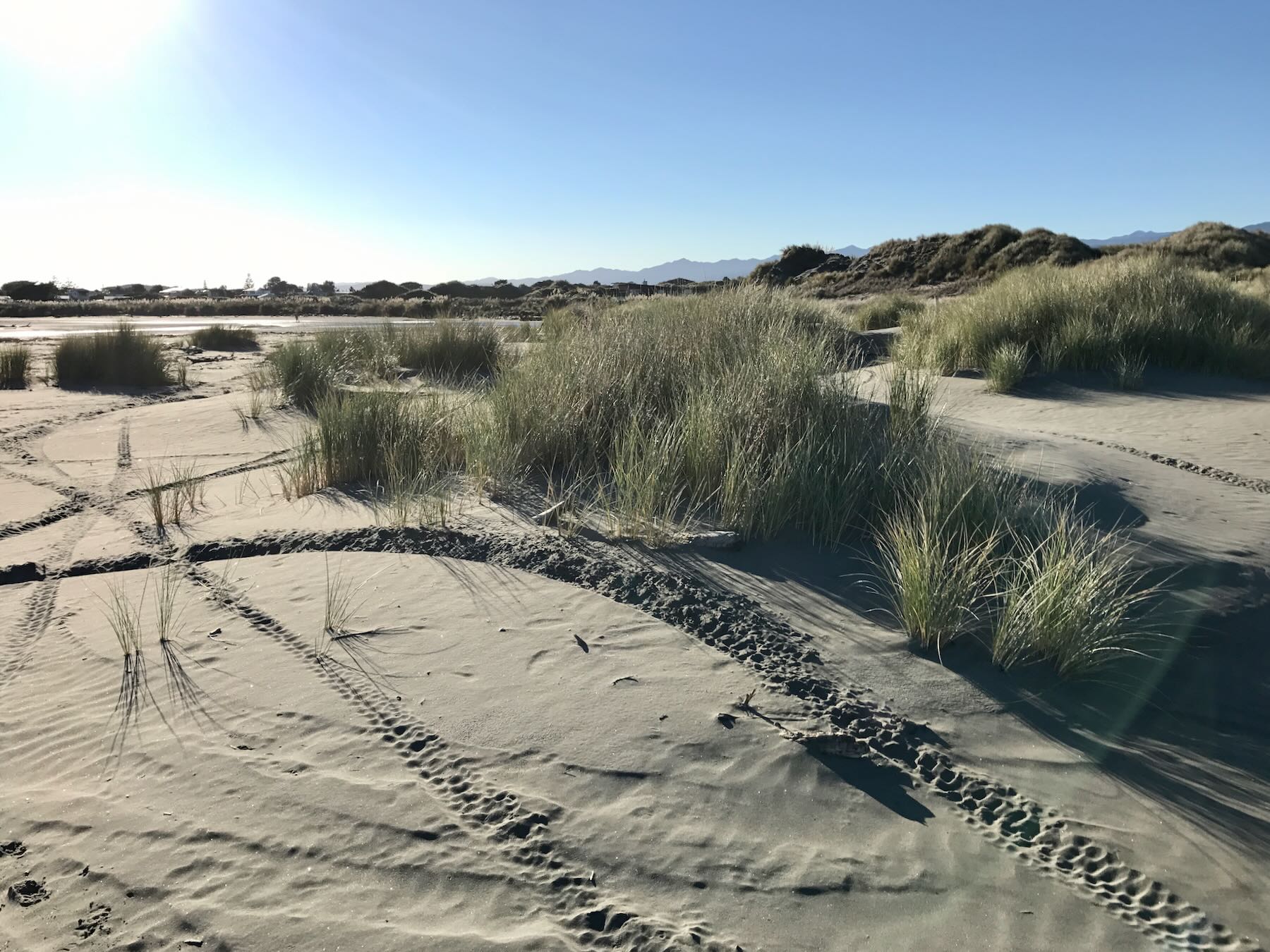 Trailbikes gouge the fragile dunes, August 2017. 