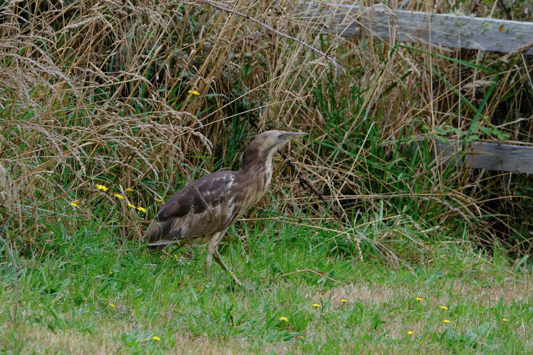 Brown stripy bird at the edge of long grass. 