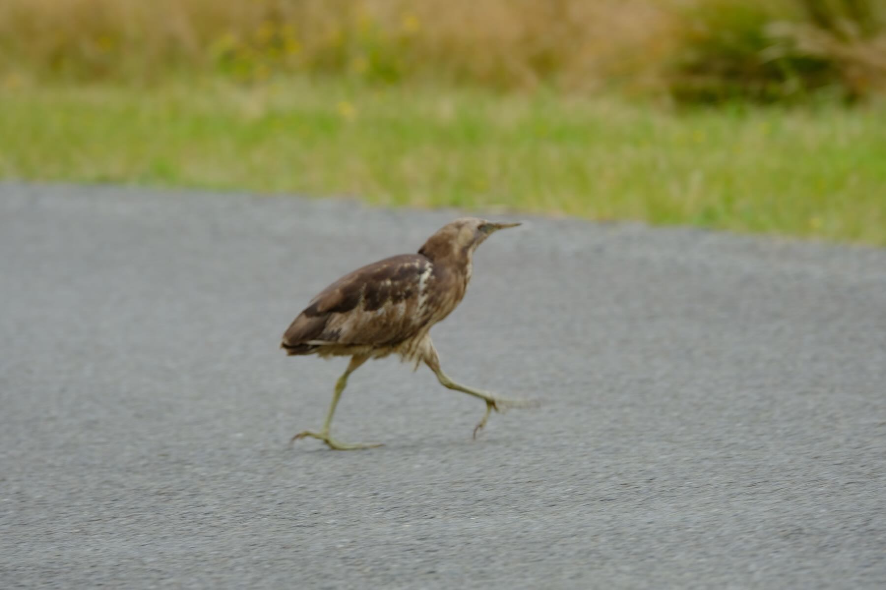Large striped bird with beet feet crossing the road. 