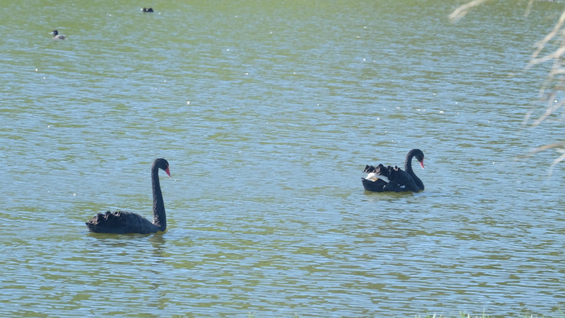 Two black swans on a lake. 