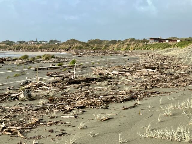 Acres of driftwood at low tide 13 June 2022. 